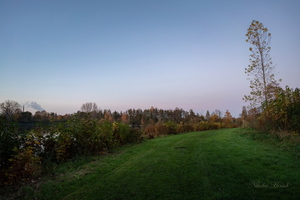 Об одиноко стоящем дереве...