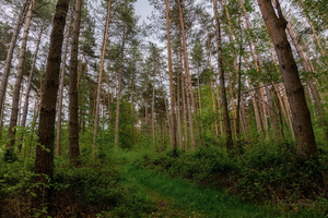 По лесной тропе...
