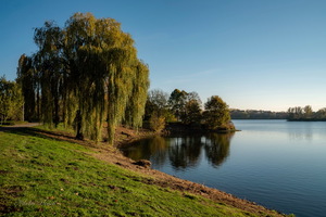 Ива в ноябре...