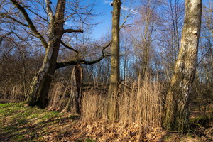 У старых берёз...