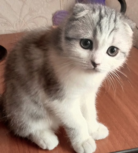 Марсик