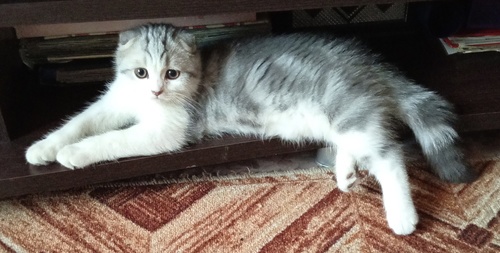 Марсик
