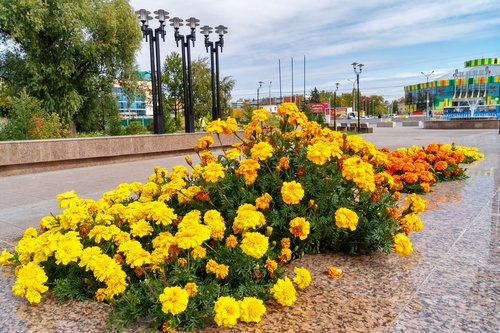 Бархатцы у цирка