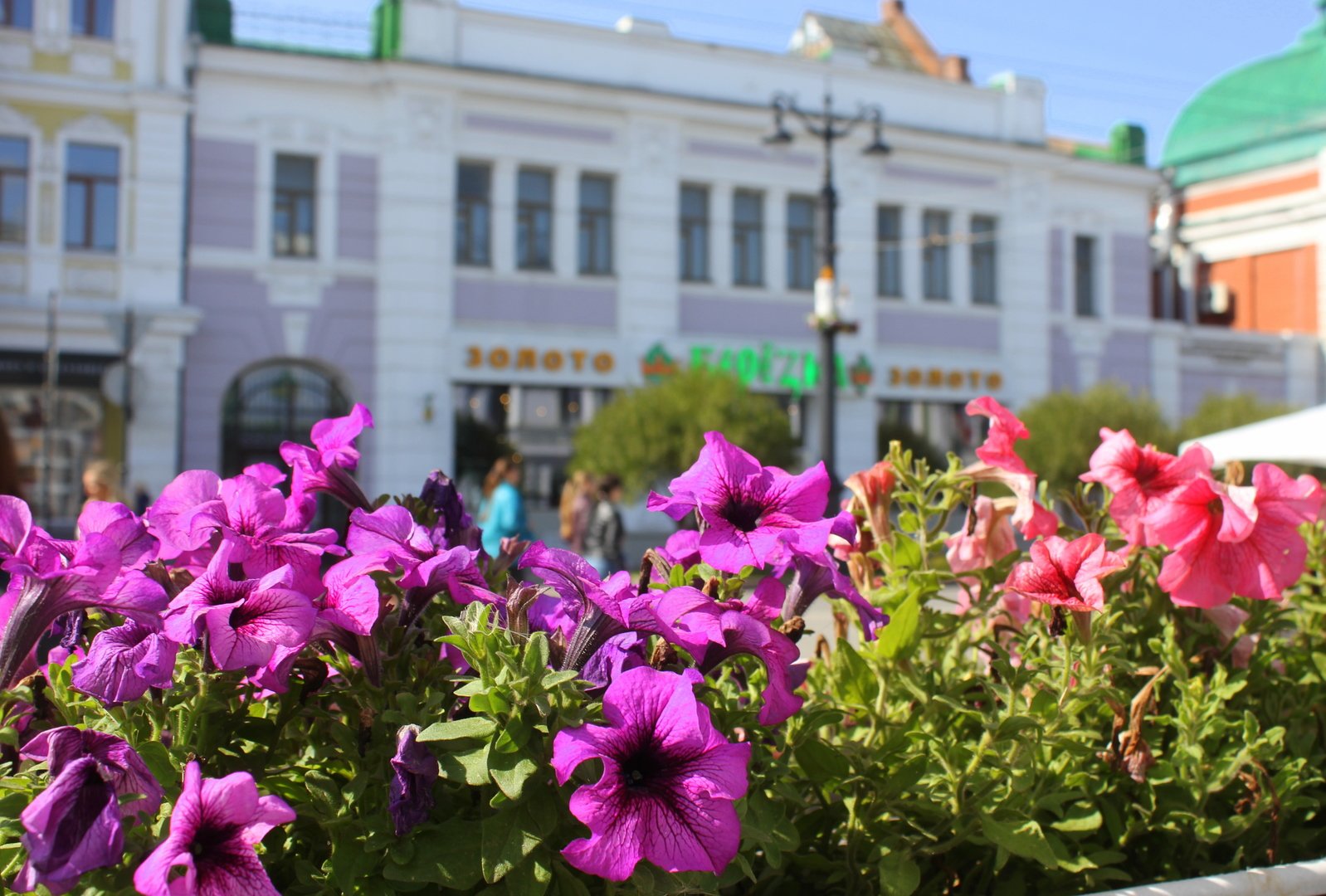 Фото городских цветов