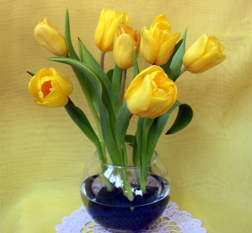 Желтые тюльпаны...
