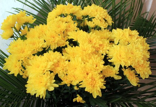 Желтые хризантемы.