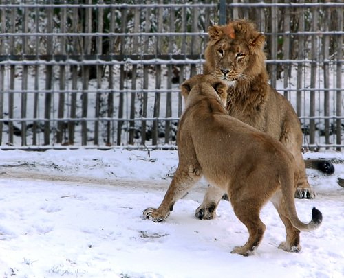 КОШАЧЬИ ИГРЫ