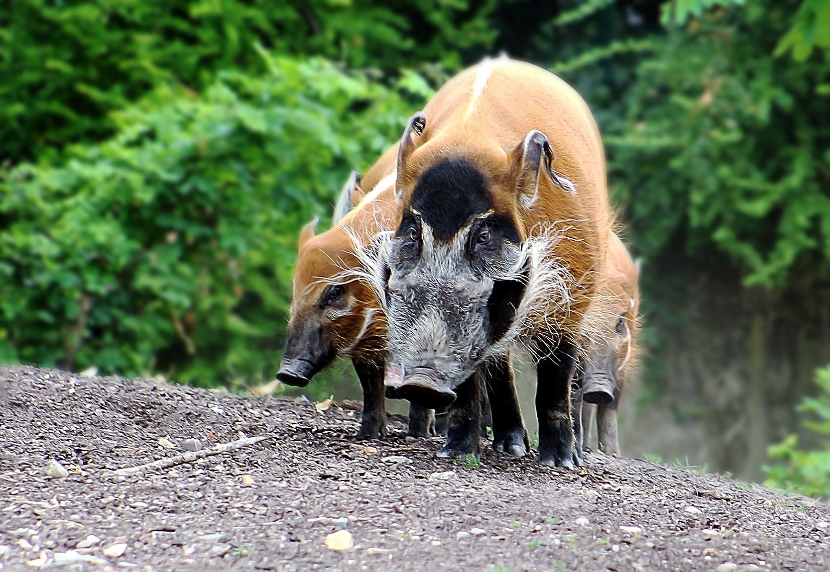 Свиньи в африке. Африканская кистеухая свинья. Африканская кистеухая. Речная кистеухая свинья. Африканская кистеухая (Речная) свинья.