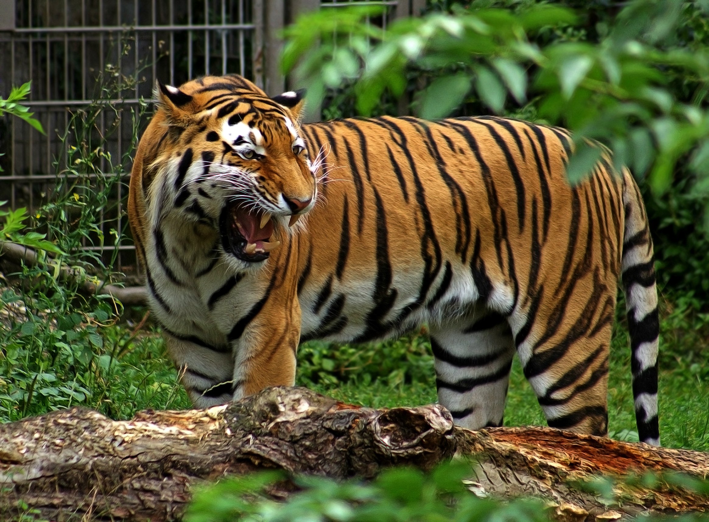 Тигр живут в зоопарке. Зоопарк Мюнхен тигры. Амурский тигр в зоопарке. Московский зоопарк тигр. Дети в зоопарке с тиграми.