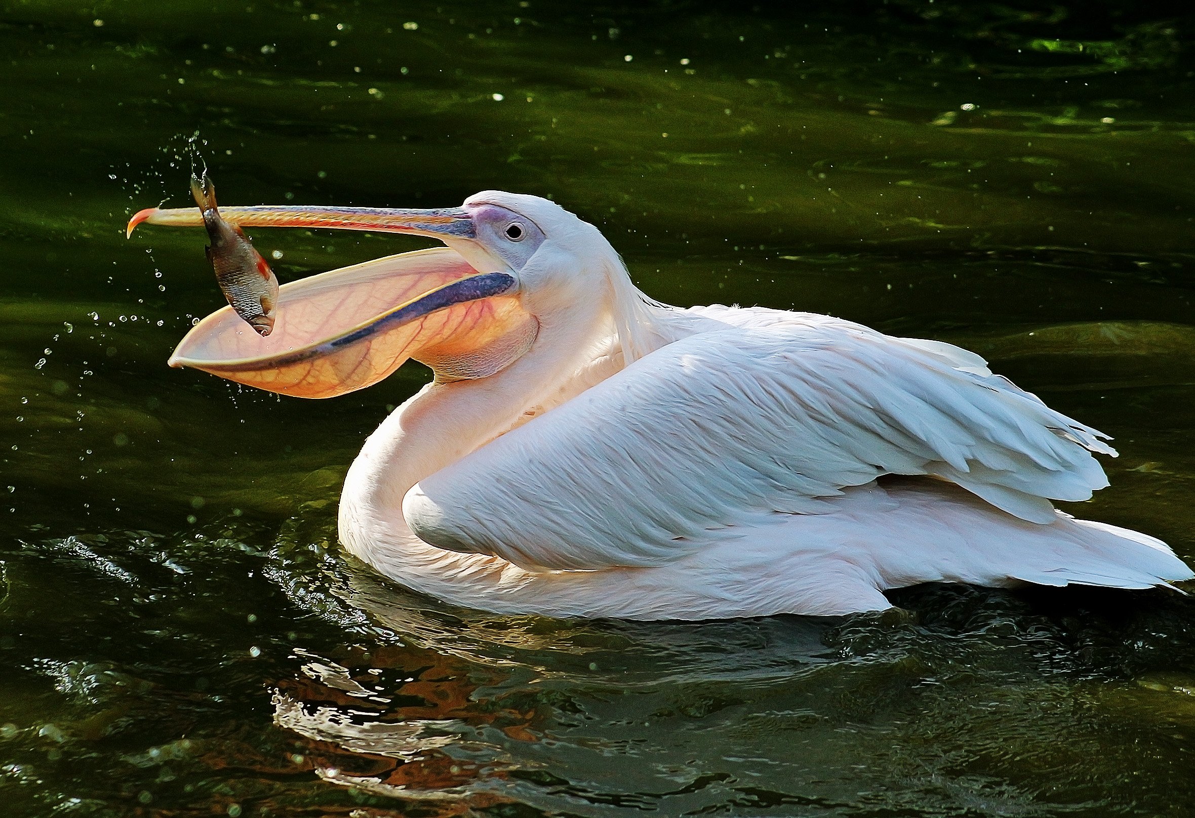 Пеликан ловит рыбу. Пеликан мешконос. Пеликан водоплавающая птица. Пеликан мешконос птица фото. Розовый Пеликан птица.