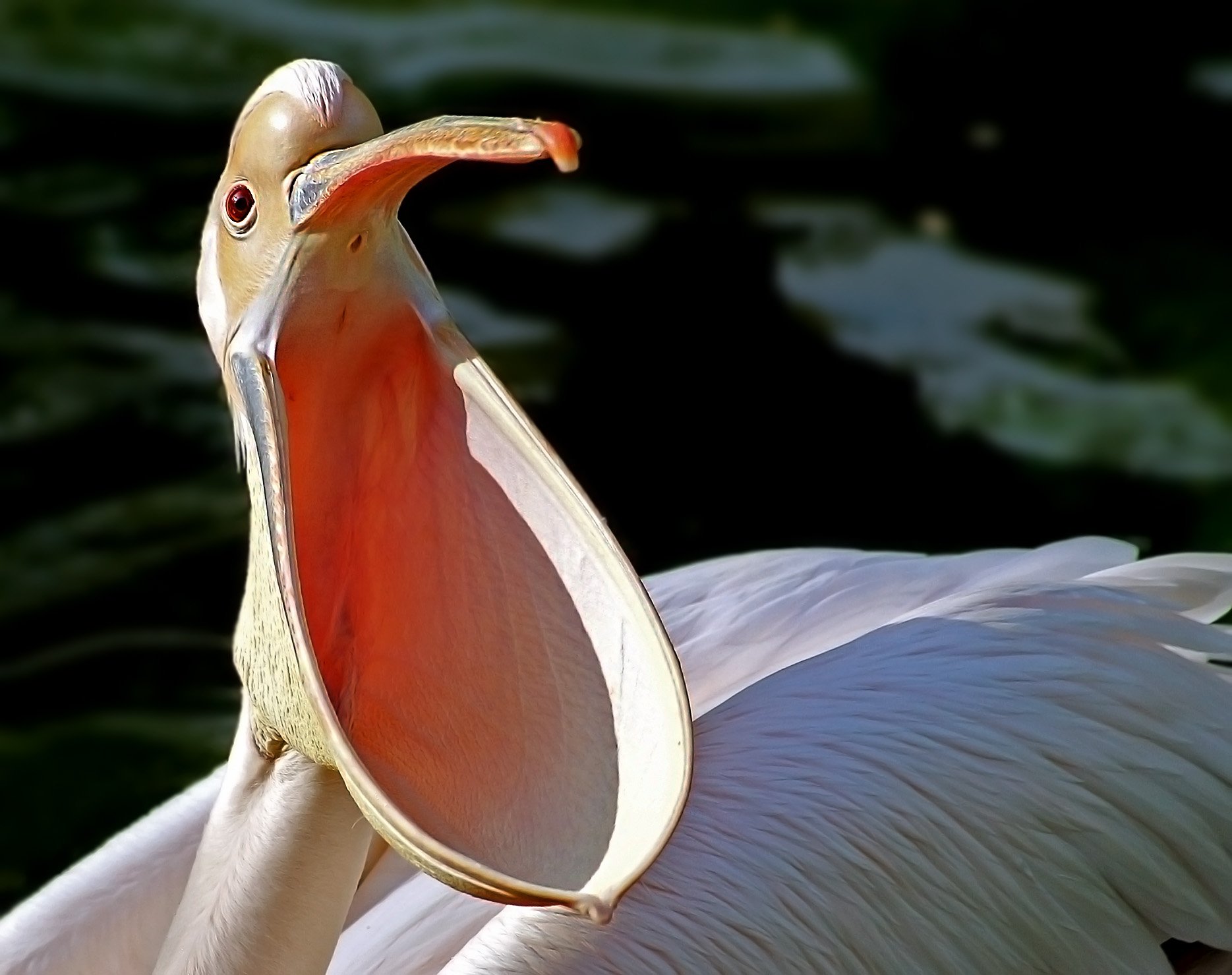 Пелекан. Пеликан мешконос. Пеликан водоплавающая птица. Клюв пеликана. Пеликан строение клюва.