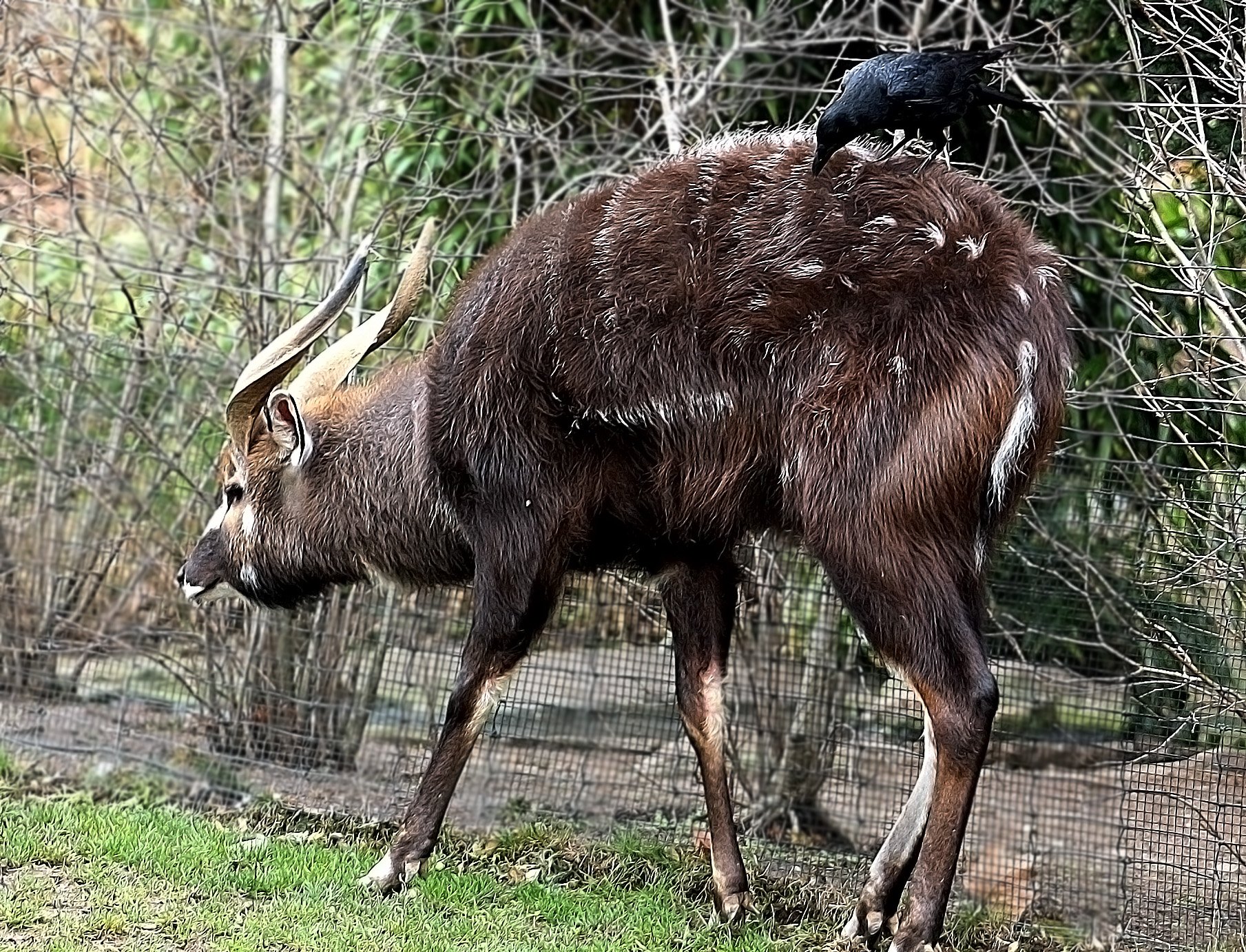 Саола. Антилопа ситатунга. Tragelaphus spekii. Болотная антилопа.