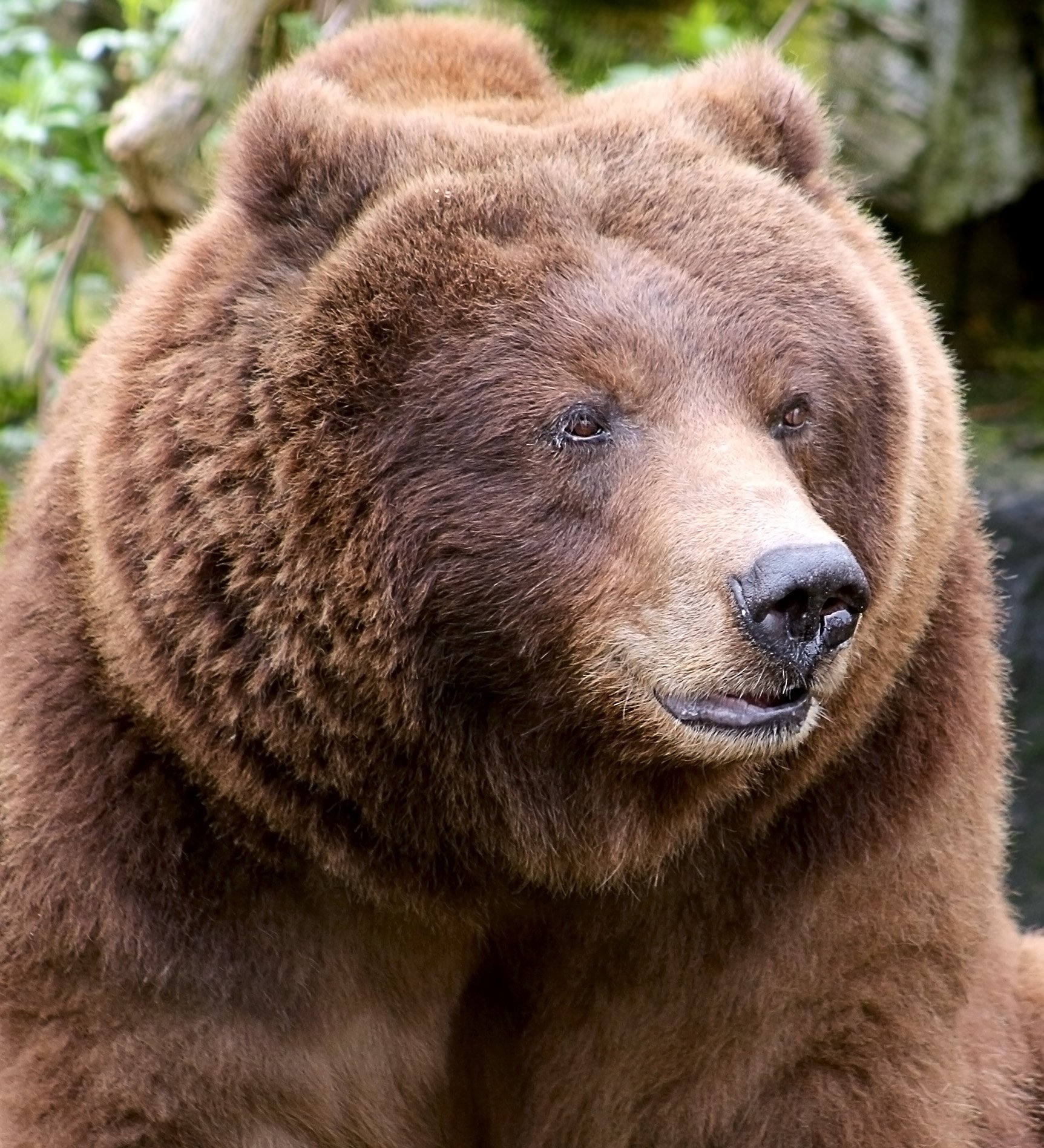 Bear species, Sloth bear, American black bear