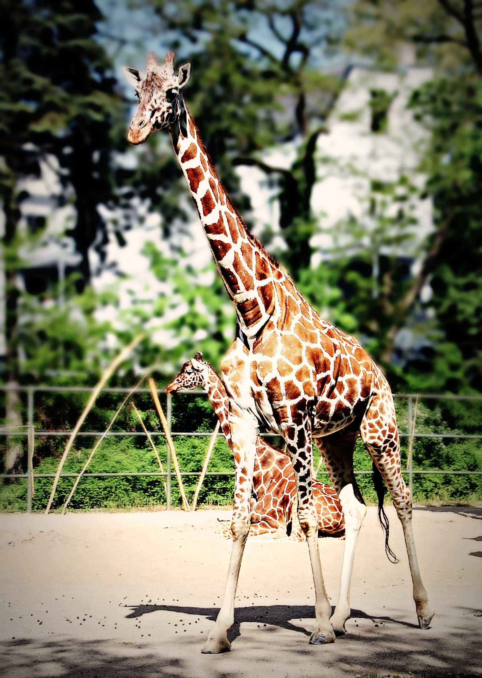 Жираф живет лет. Зоопарк Лимпопо Жираф. Зоопарк Лимпопо Нижний Новгород Жираф. Жираф Ереванский зоопарк. Животные зоопарка Жираф.