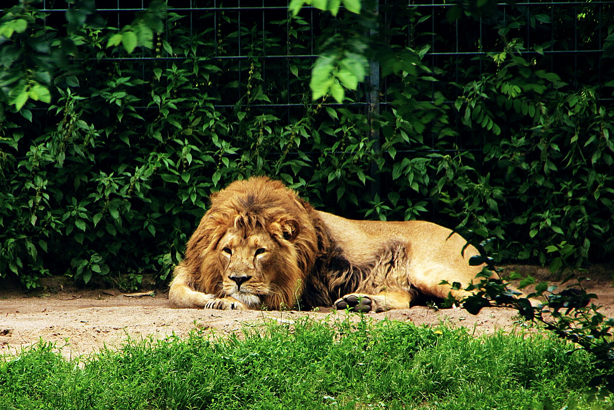 львы зоопарке