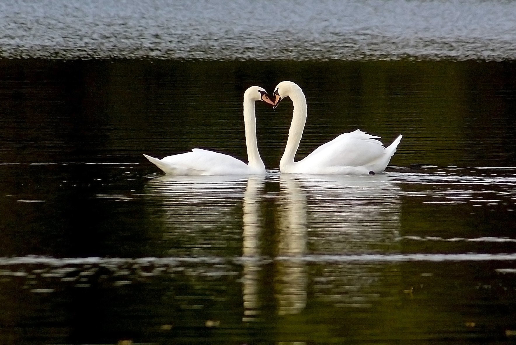 Минус любовь лебедем. Влюбленные лебеди. Любовь и лебеди. Лебеди целуются. Лебединая верность.
