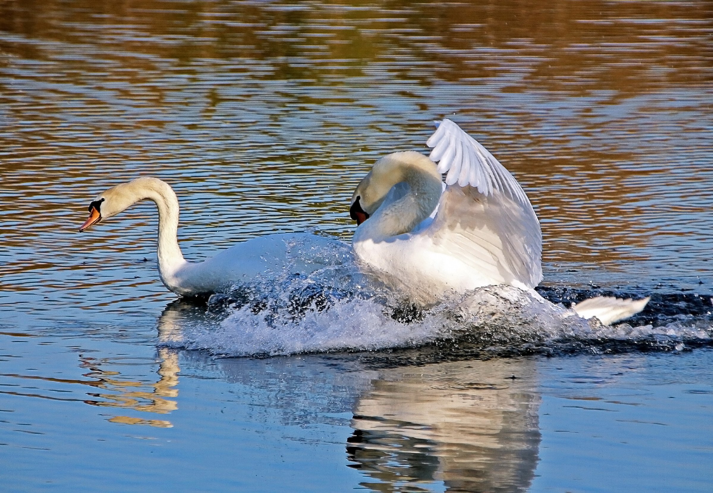 Будет озеро будут лебеди. Лебедь шипун. Лебеди на озере. Лебеди (птицы). Природа озеро лебеди.