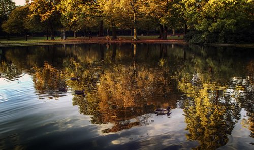 Купается осень