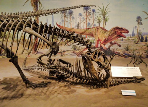 В музее динозавров