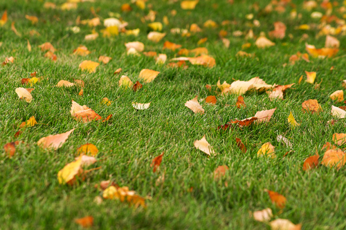 Осень, осень, ну давай у листьев спросим, где он май, вечный май