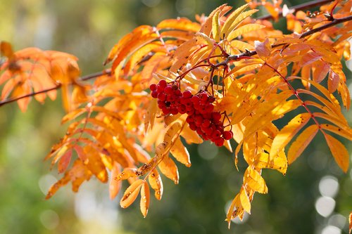 Рябиновый свет