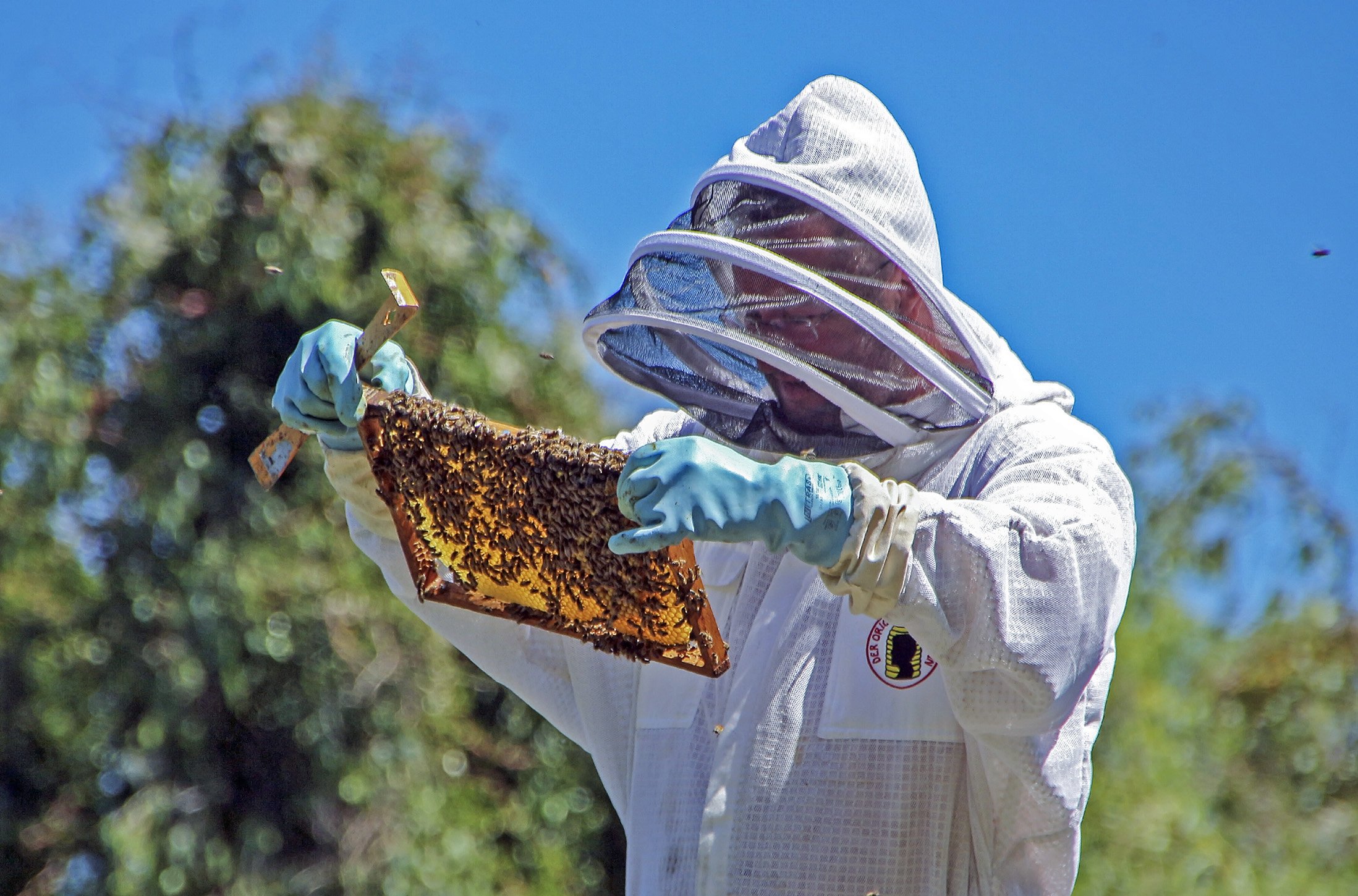 Пчелы в жизни человека. Пасечник. Пасечник с пчелами. Человек собирает мед. Пчела собирает мед.