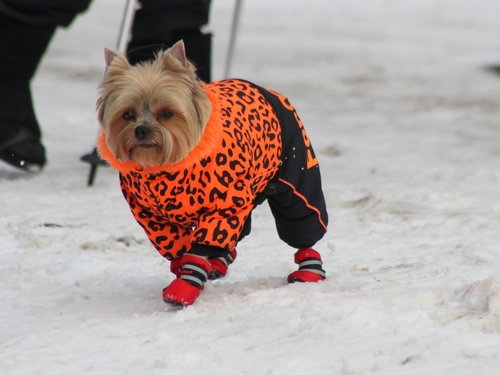 Модные собаки по снегу босиком не ходят!)))