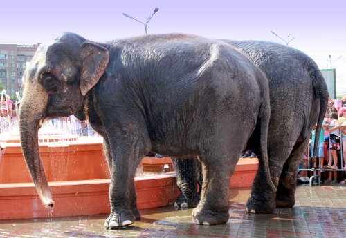 Слонихи купаются в фонтане.
