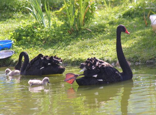 Семья черных лебедей.