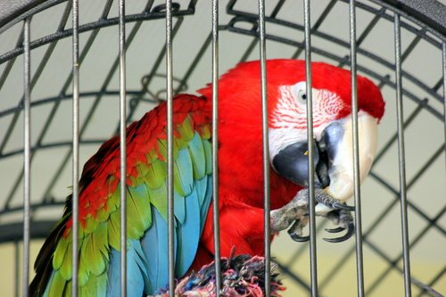 -Свободу попугаям!)))