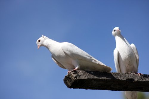 Белые голуби.