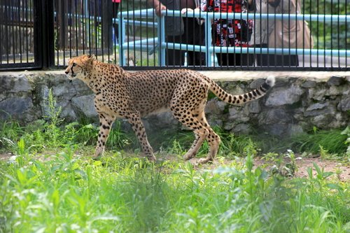 Гепард гуляет.