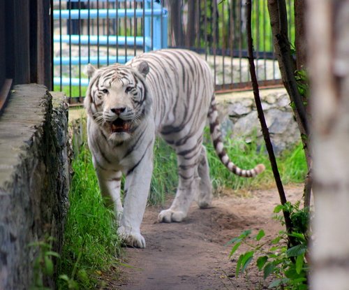 Бенгальский тигр.