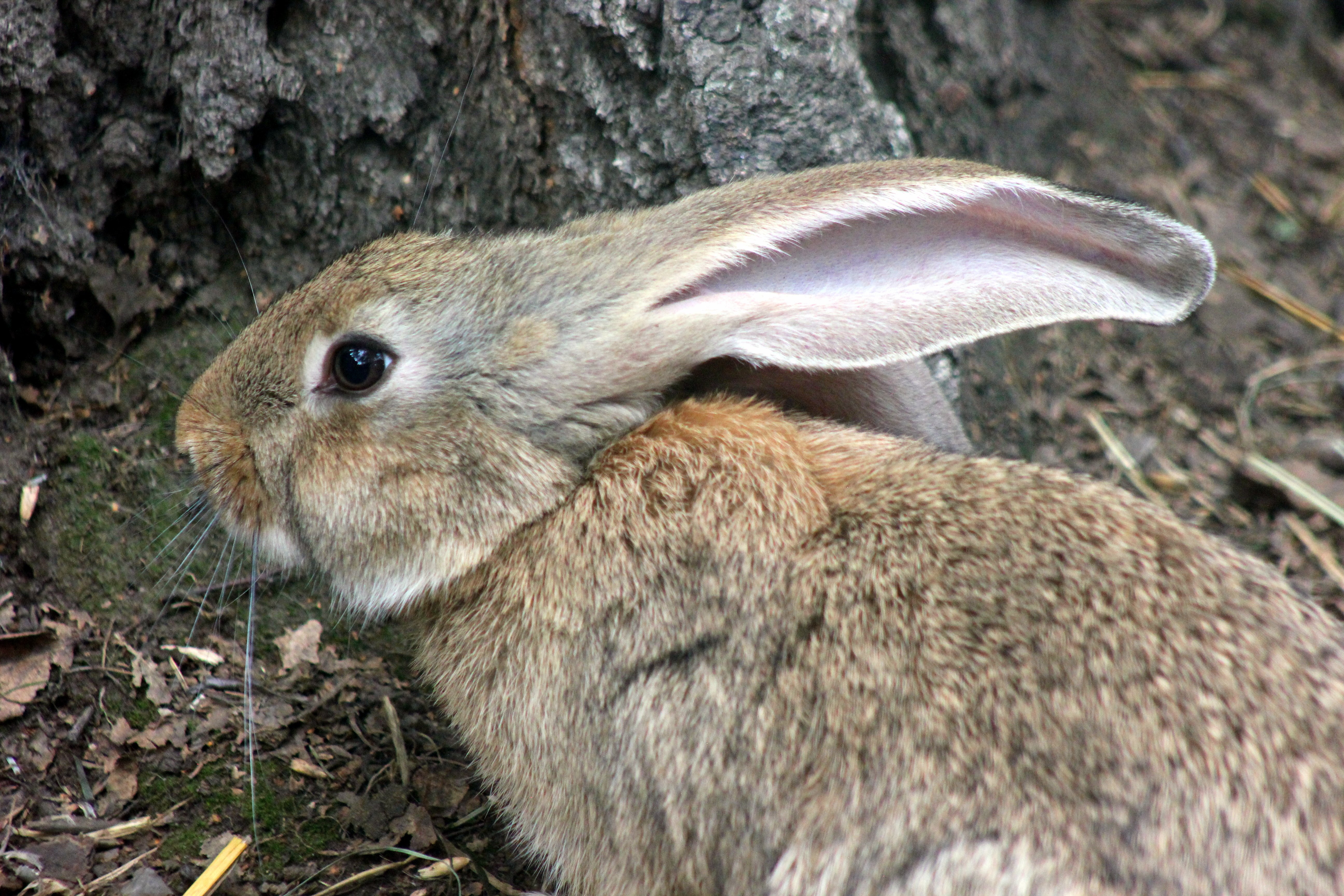 К чему снится кролик серый. Серый кролик. Серый кролик фото. Серый кролик фото животного.
