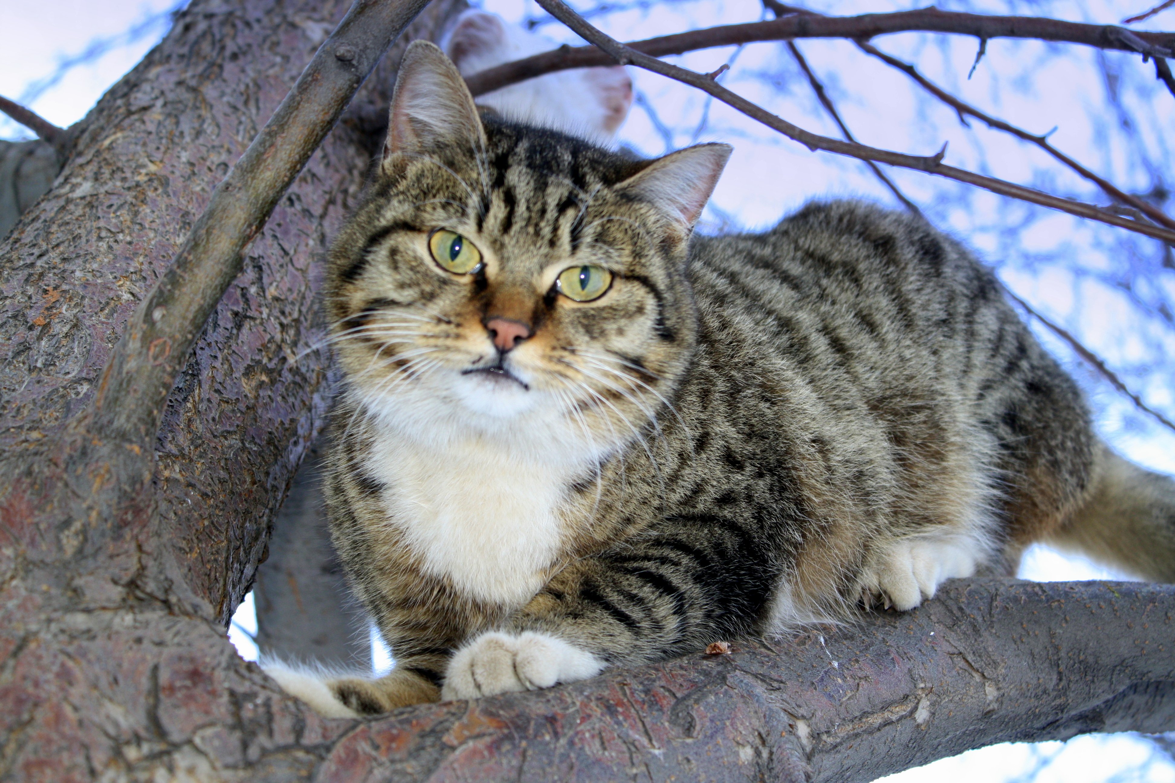 Амурская лесная кошка фото