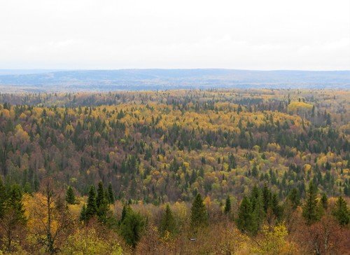 Осенний лес