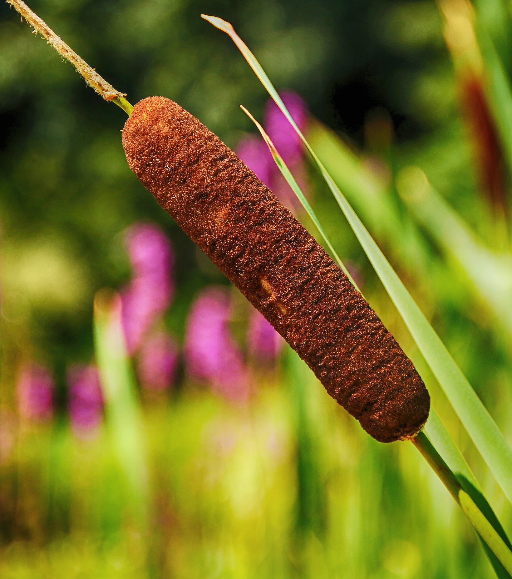 Рогоз Typha