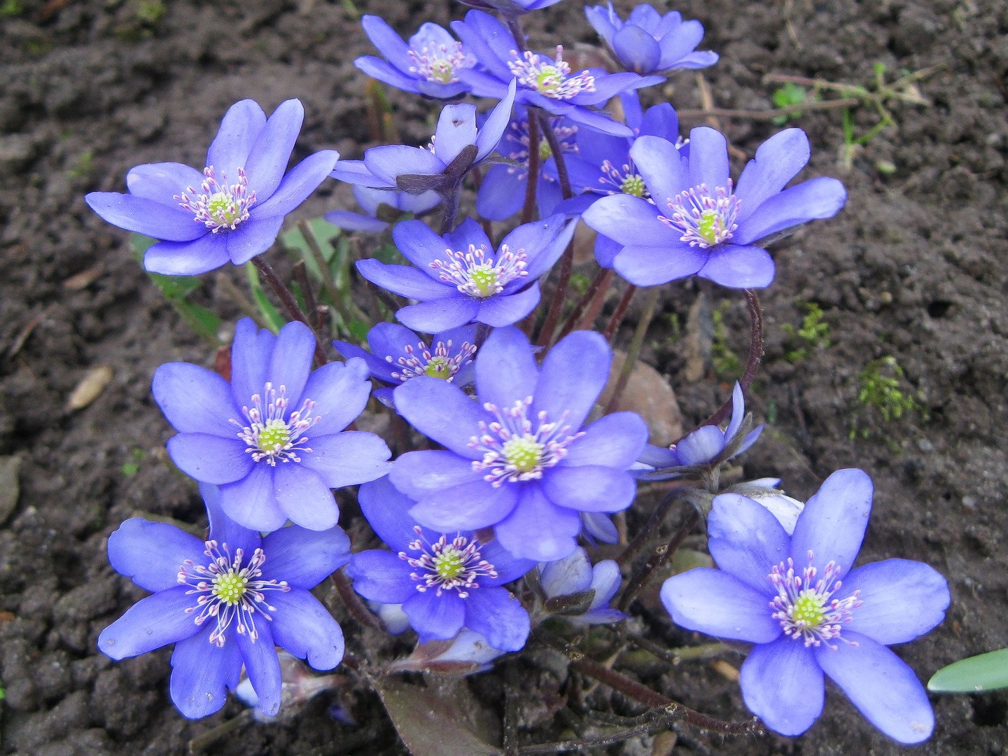 Печеночница благородная (hepatica Nobilis)