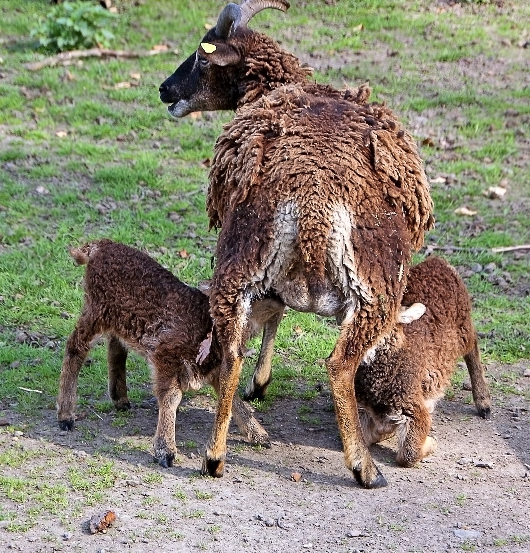 Парк с козами