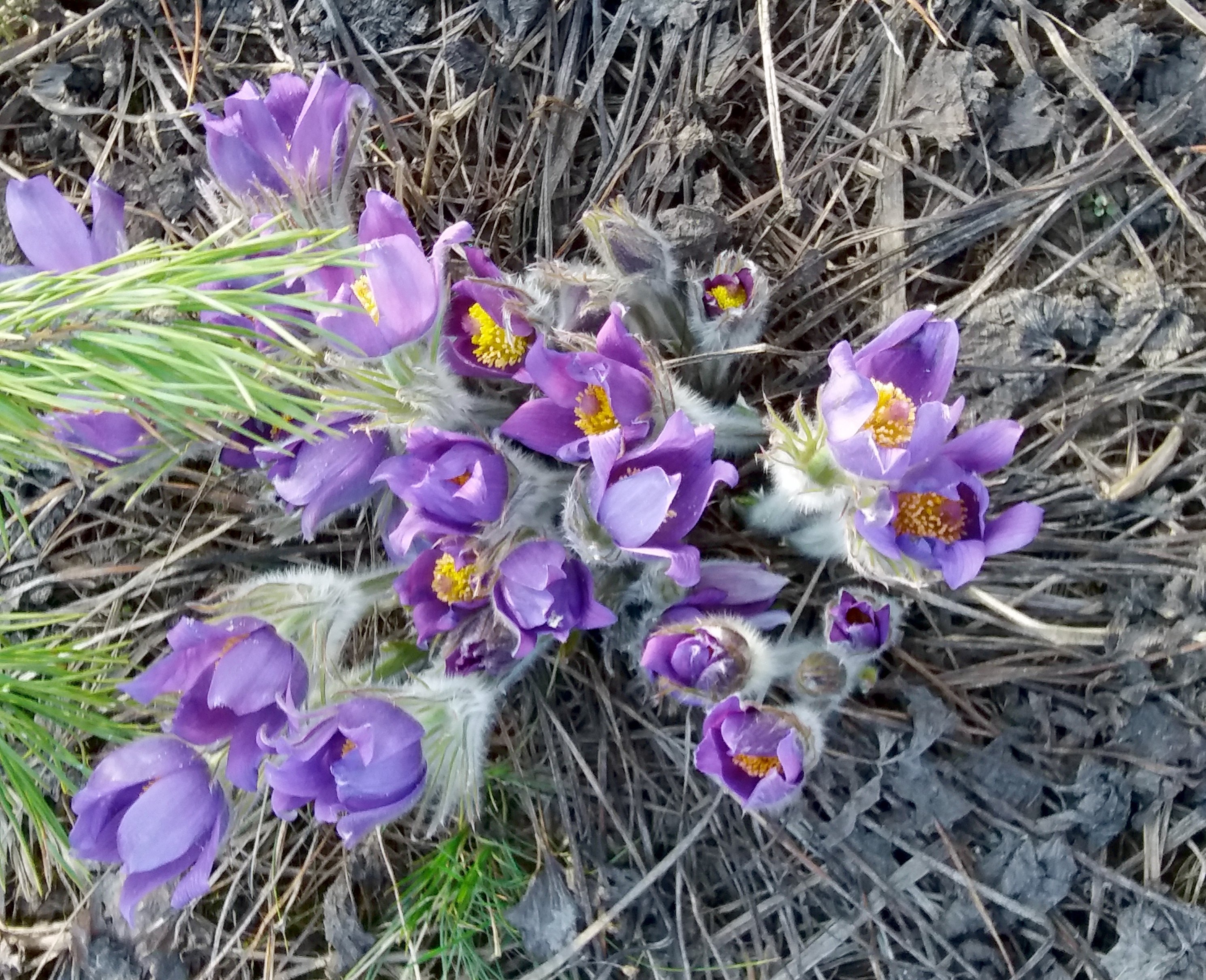 Сон трава на северной демерджи. Прострел - сон трава. Сон трава лежать. Прострела даурского (сон-травы). Сон трава лежать.