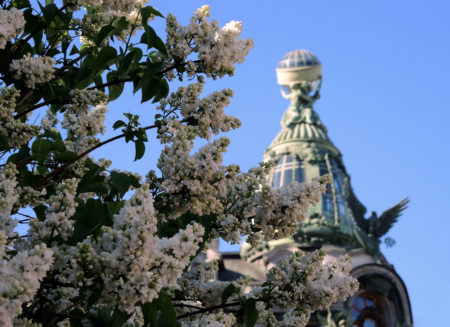 Цветущий петербург фото