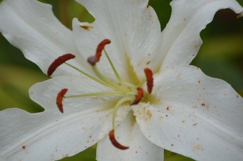 белая лилия