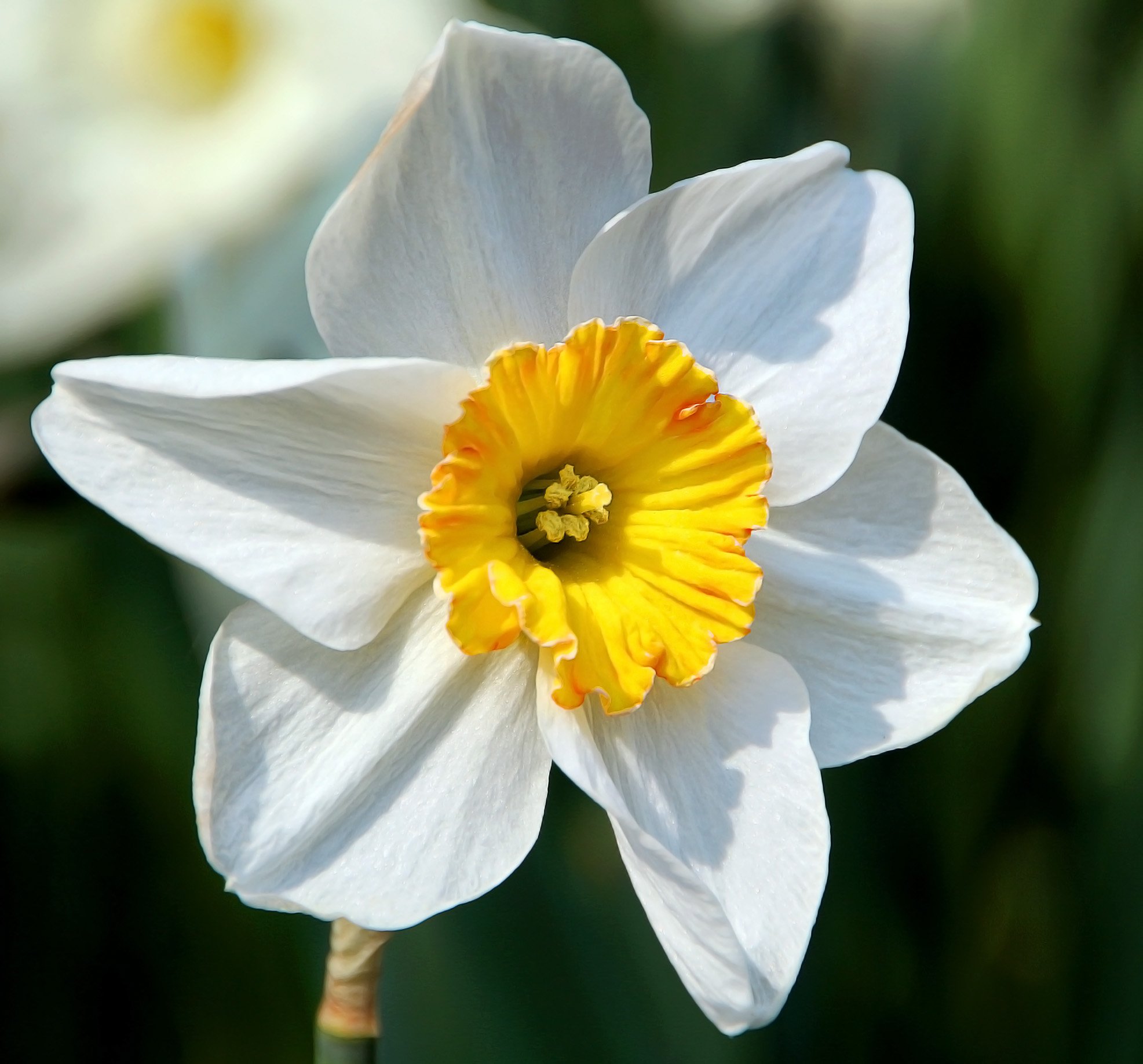 Нарцисс цветочный. Daffodil Нарцисс. Нарцисс спринг Сан. Нарцисс delibes. Нарцисс сент Кеверн.