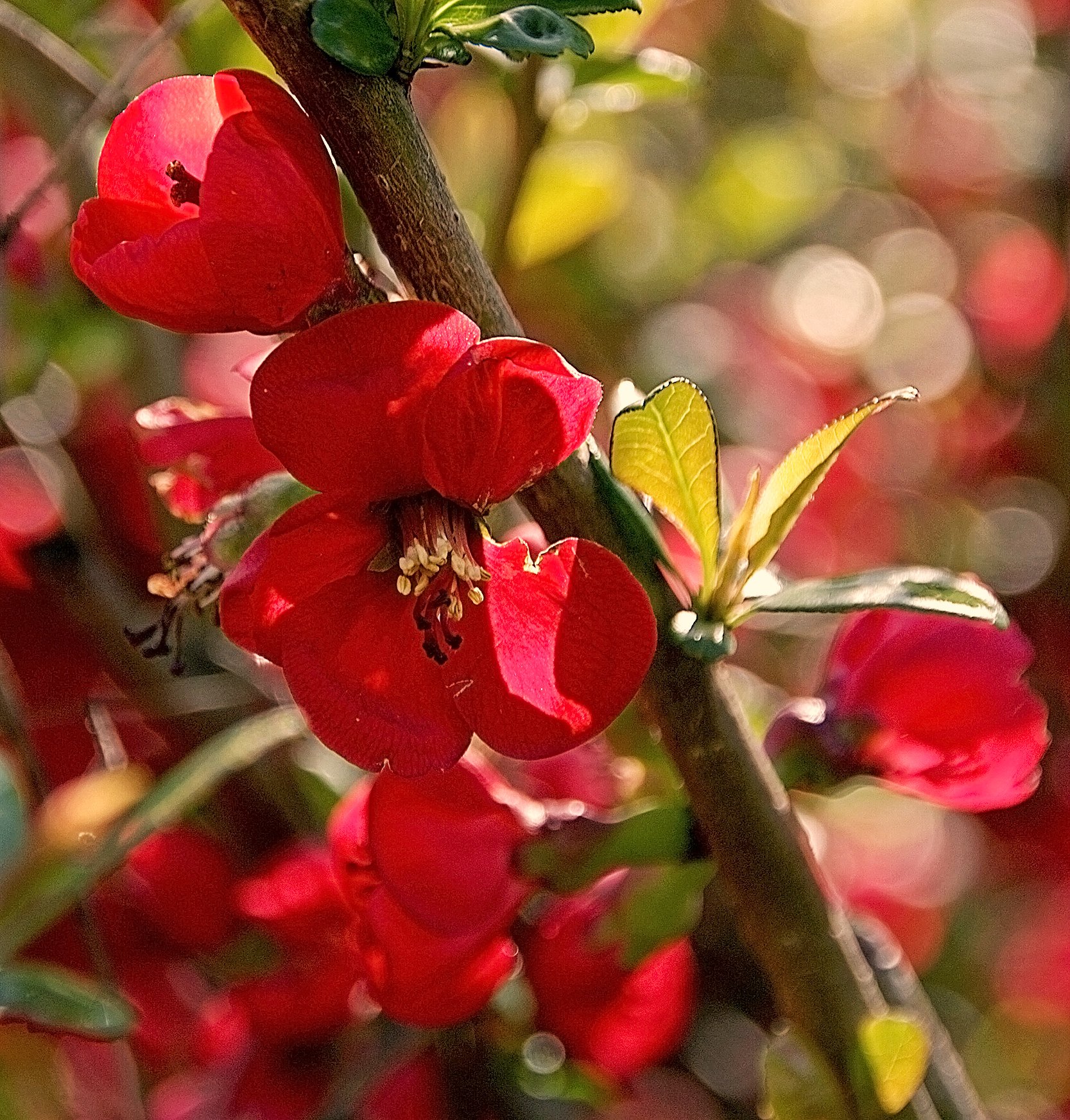Фото японской айвы в цвету и плоды