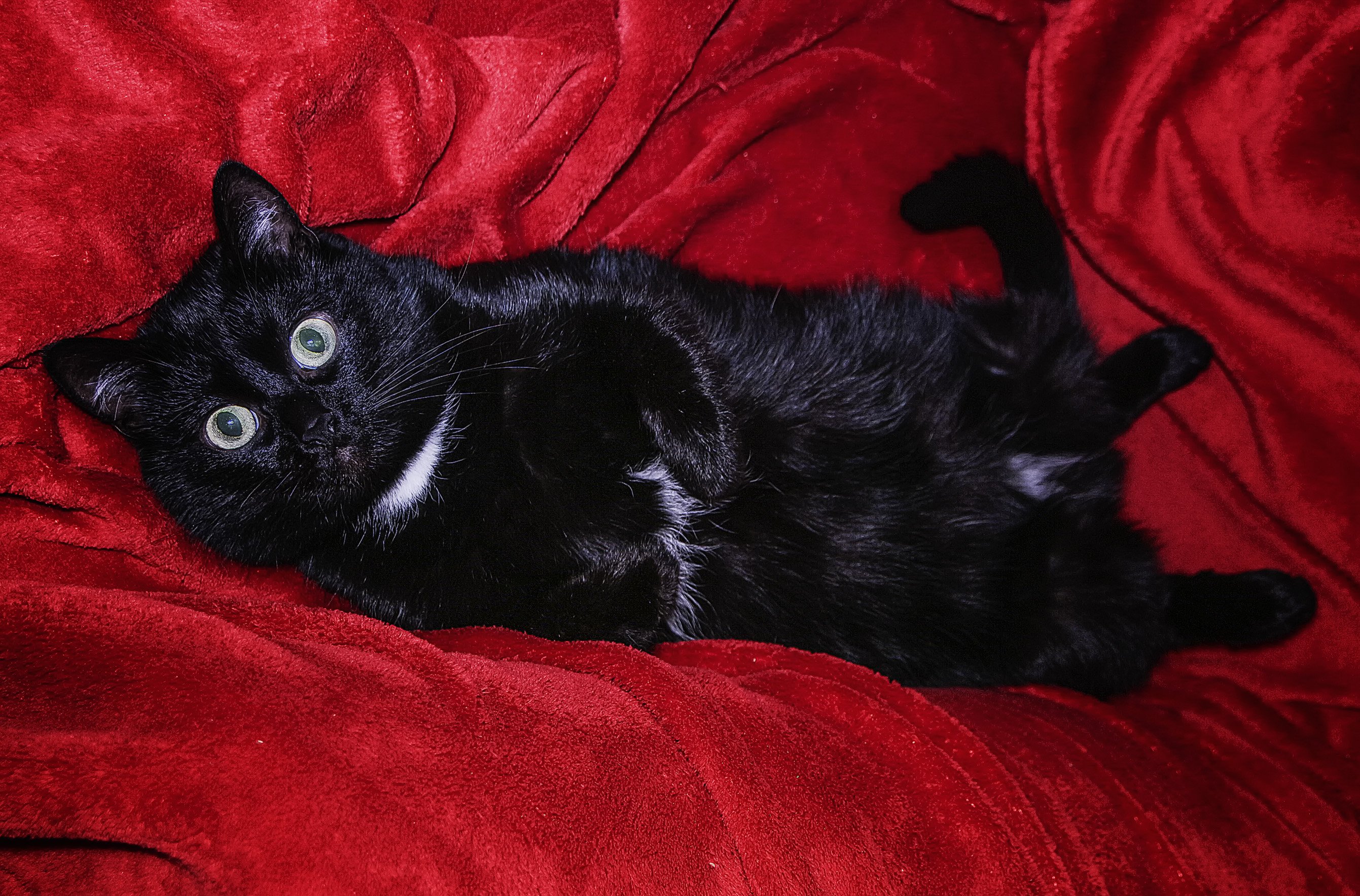 Квадробика черная кошка. Черная кошка на диване. Кошка Дуся черная. Черная кошка лежит. Кошка черная красные.
