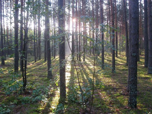 Солнечная феерия утреннего леса