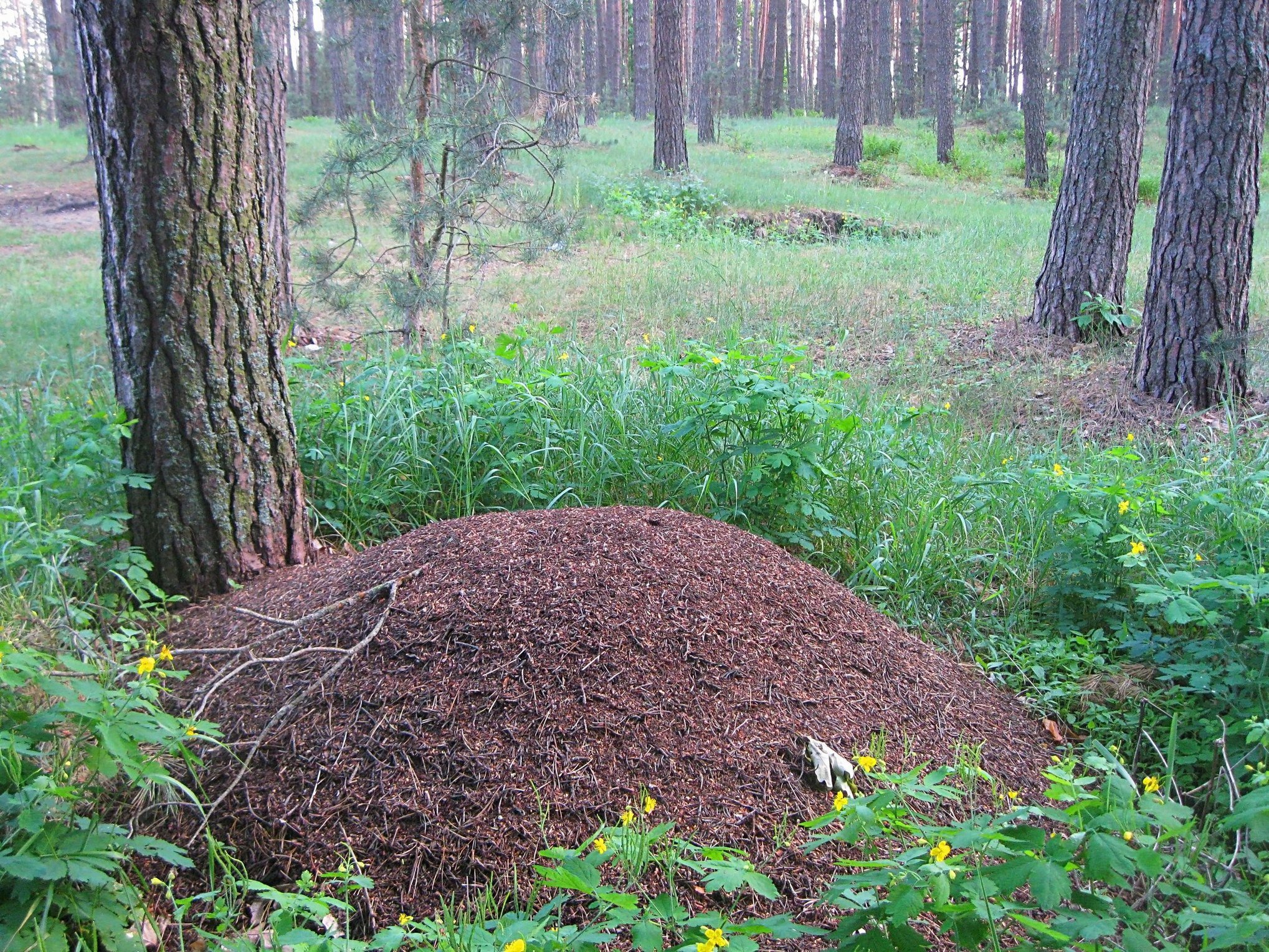 Муравейники в лесу фото