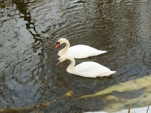 Лебеди в марте на реке