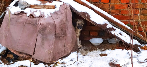 Жизнь собачья...