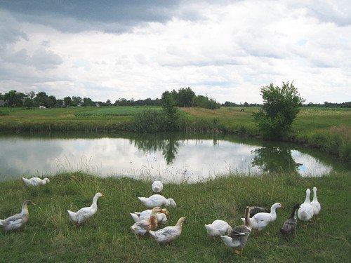 Пейзаж с гусями у пруда